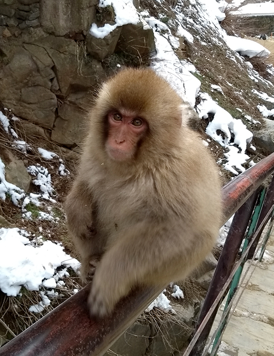 Snow Monkey in Japan
